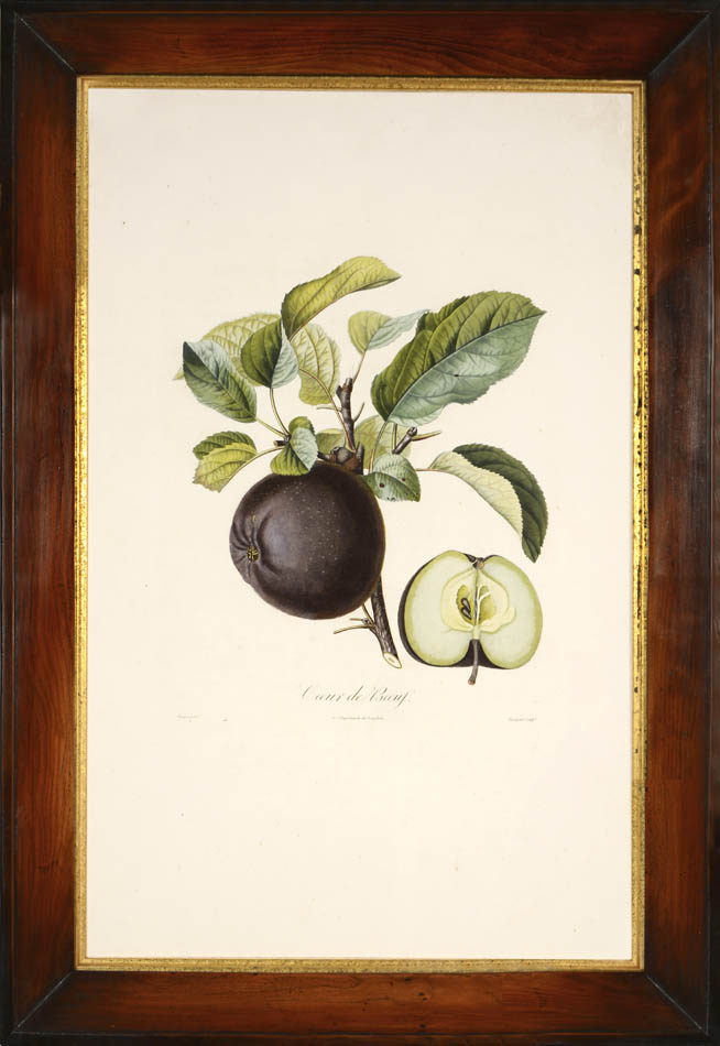 A group of seven apples by Poiteau and Turpin.  Fine stipple-engraved plates printed in colours and finished by hand.