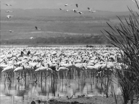 Flamingos on Lake Nakuru, Kenya.