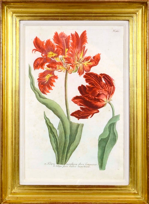 [A Group of Six Mezzotints of Tulips].