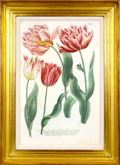 [A Group of Six Mezzotints of Tulips].