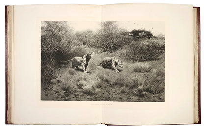One of the rarest of big-game books and certainly one of the most luxuriously produced.<br />An 1895 safari to Somaliland and then into the Ogaden