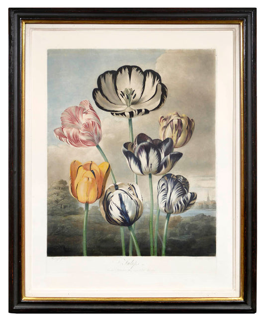 The Tulips is a print with aquatint and mezzotint, printed in colour and finished by hand, from The Temple of Flora.