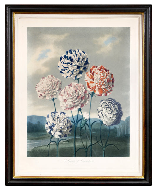 Aquatint and mezzotint, printed in colour and finished by hand, heightened with gum arabic, from The Temple of Flora.