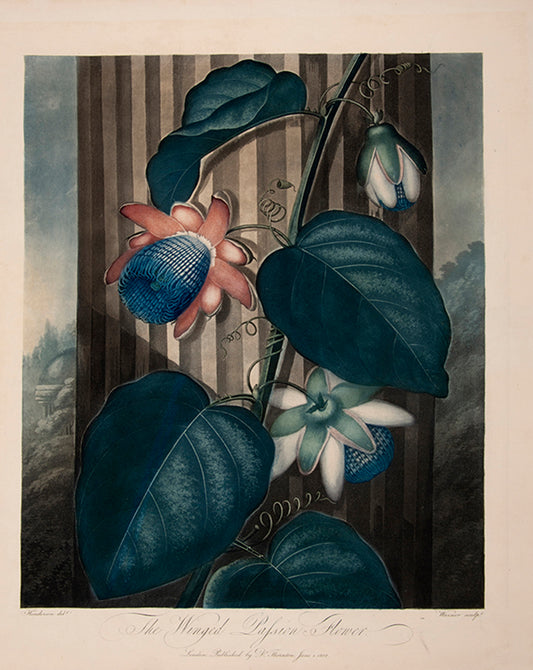 The Winged Passion Flower.