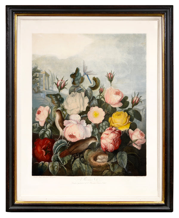 Aquatint and mezzotint, printed in colour and finished by hand, heightened with gum arabic, from The Temple of Flora.