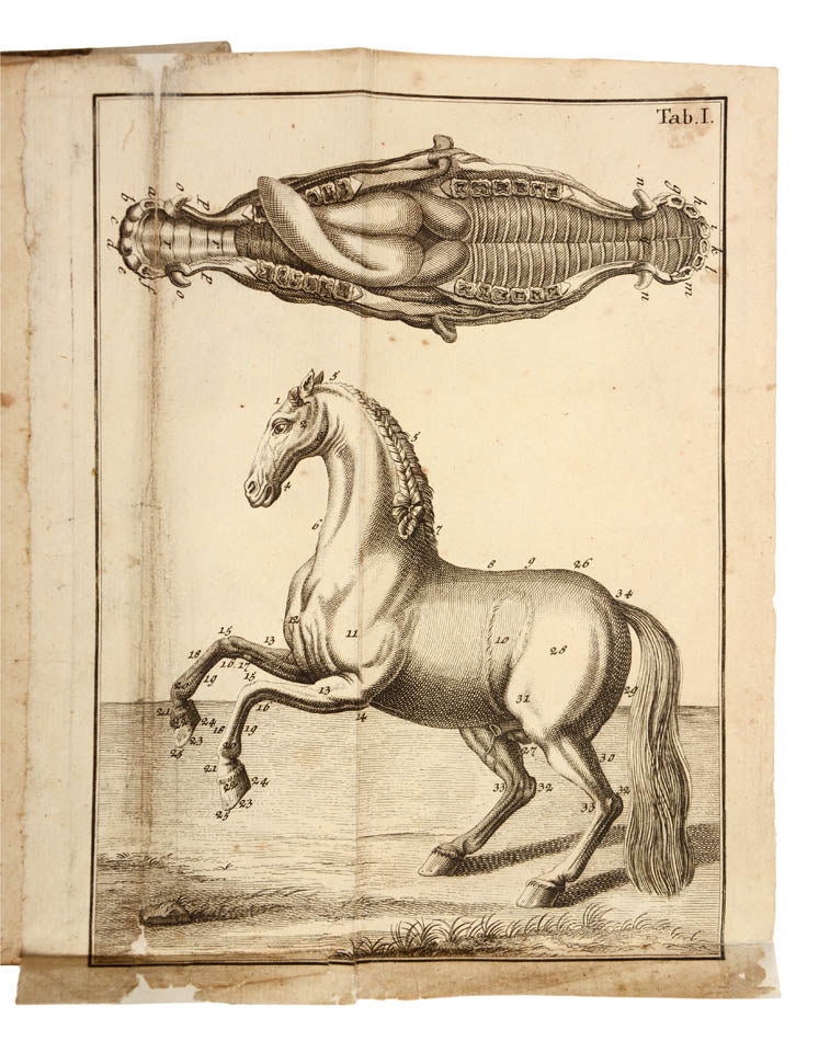 A German horse manual with a Jewish-Jargon dictionary supplement. 'Rare first edition of this original and curious work on horsemanship'.