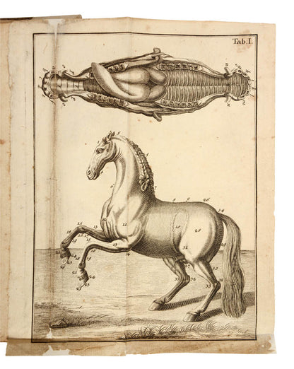 A German horse manual with a Jewish-Jargon dictionary supplement. 'Rare first edition of this original and curious work on horsemanship'.