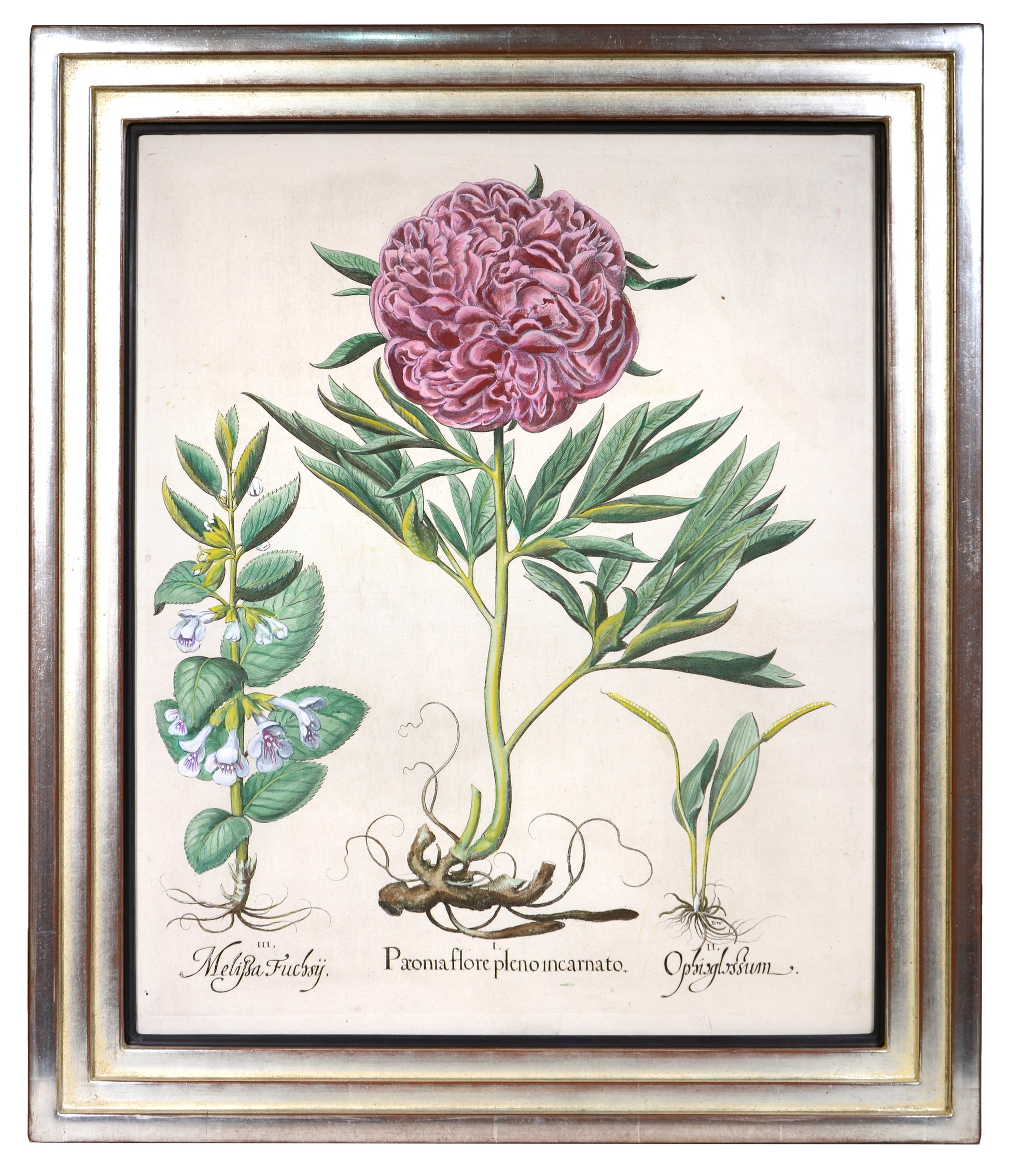 Four copper engraved plates of Peonies with hand-colour by Basilius Besler, Magnificent plates from Hortus Eystettensis, one of the earliest and most famous works 
