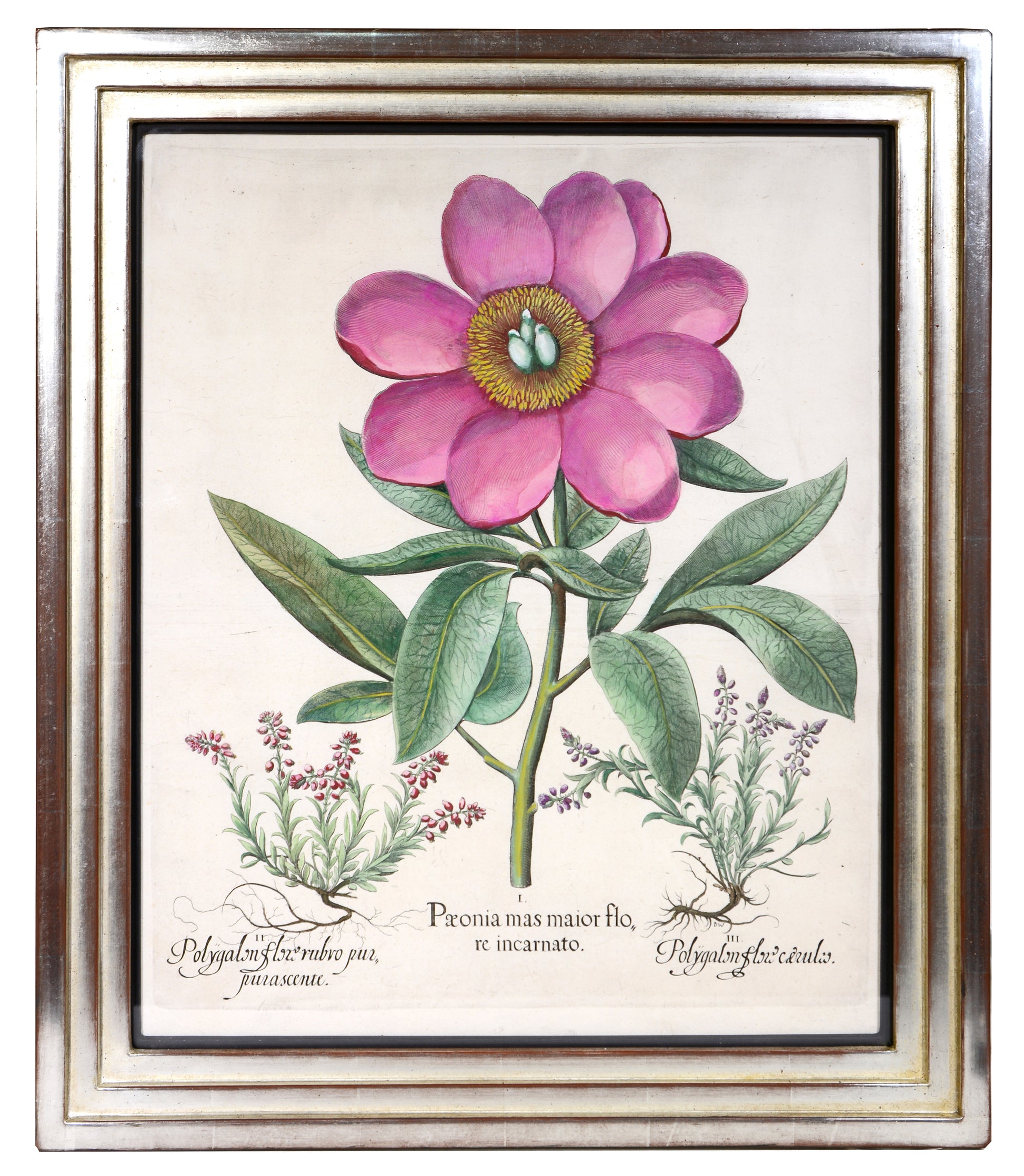 Four copper engraved plates of Peonies with hand-colour by Basilius Besler, Magnificent plates from Hortus Eystettensis, one of the earliest and most famous works 