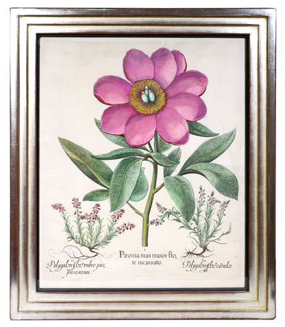 Four copper engraved plates of Peonies with hand-colour by Basilius Besler, Magnificent plates from Hortus Eystettensis, one of the earliest and most famous works 