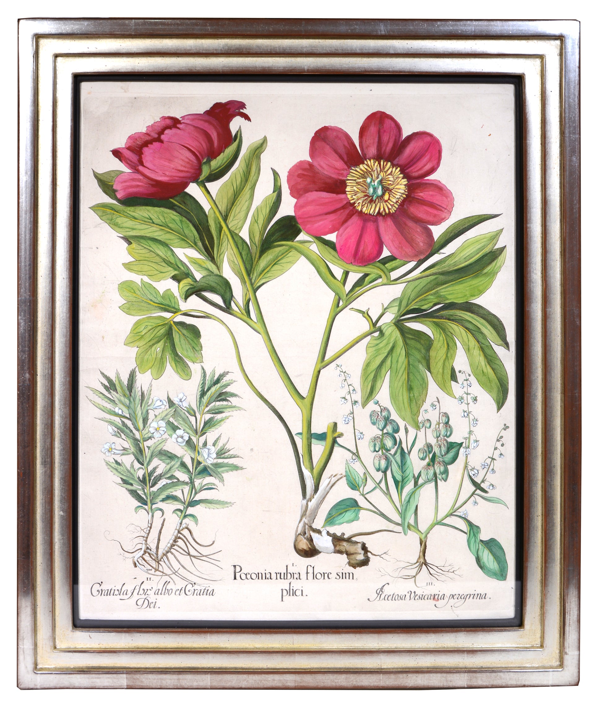 Four copper engraved plates of Peonies with hand-colour by Basilius Besler, Magnificent plates from Hortus Eystettensis, one of the earliest and most famous works 