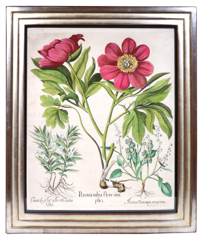 Four copper engraved plates of Peonies with hand-colour by Basilius Besler, Magnificent plates from Hortus Eystettensis, one of the earliest and most famous works 