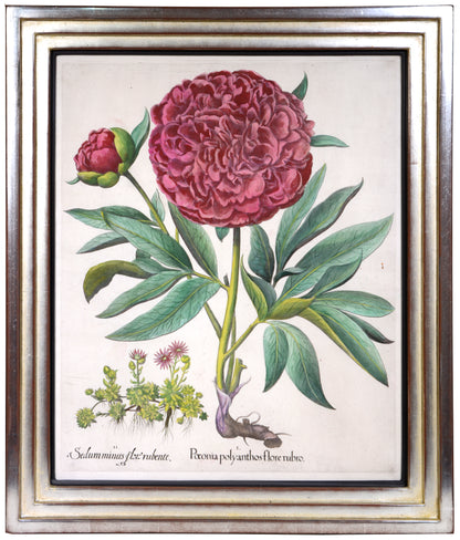Four copper engraved plates of Peonies with hand-colour by Basilius Besler, Magnificent plates from Hortus Eystettensis, one of the earliest and most famous works 