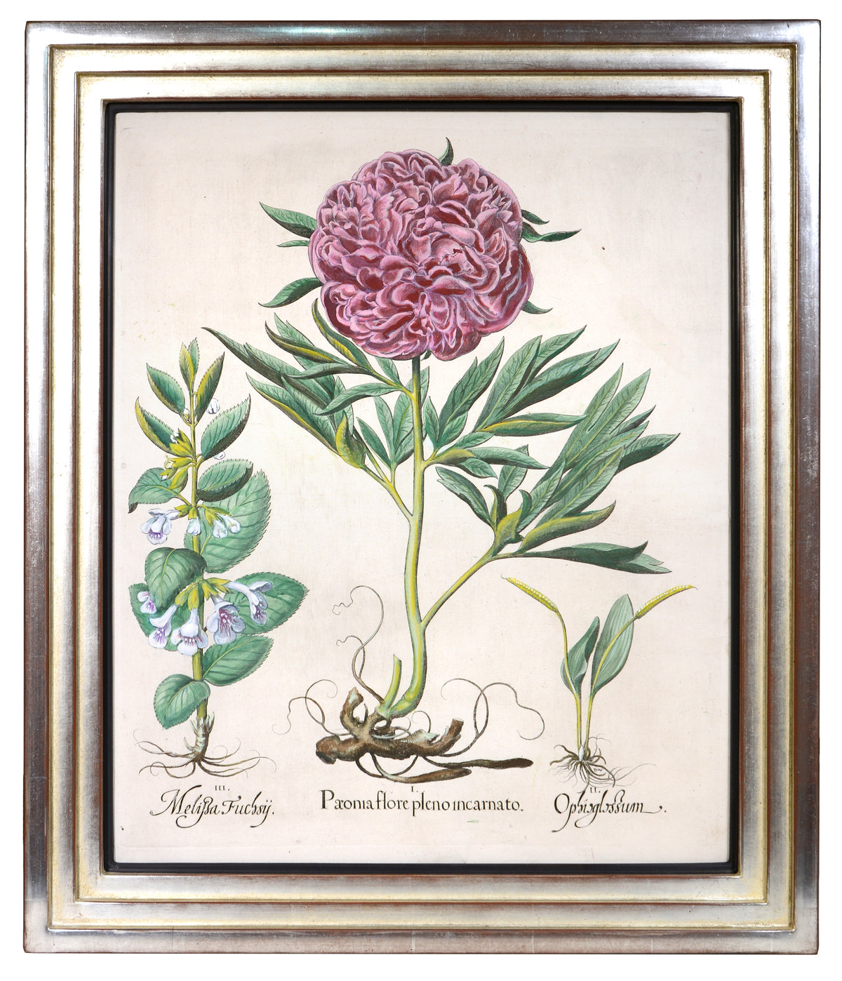 Four copper engraved plates of Peonies with hand-colour by Basilius Besler, Magnificent plates from Hortus Eystettensis, one of the earliest and most famous works 