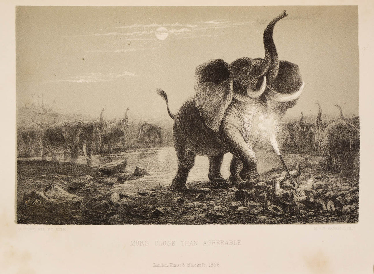 The narrative describes two expeditions, one  accompanied by Francis Galton in the Ovampo country, and the other when he travelled by himself to Lake Ngami