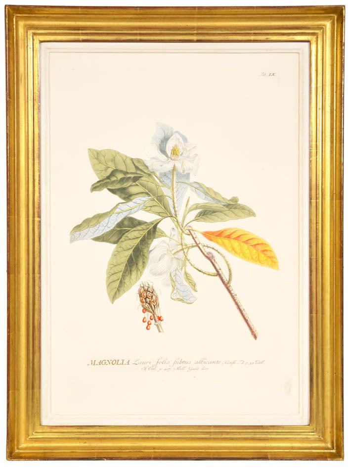 Group of three hand-coloured copper engraved botanical prints, from Trew's Plantae Selectae.  Framed and glazed.