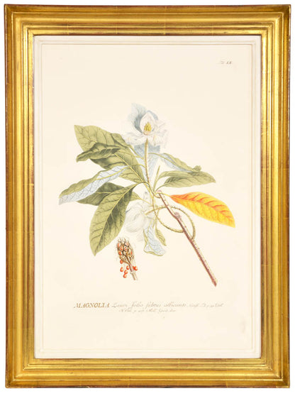 Group of three hand-coloured copper engraved botanical prints, from Trew's Plantae Selectae.  Framed and glazed.