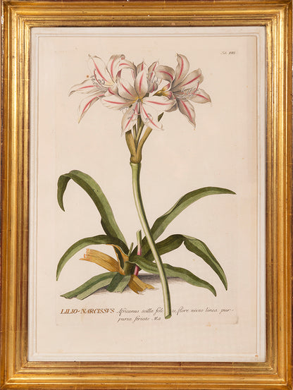 Group of three hand-coloured copper engraved botanical prints, from Trew's Plantae Selectae.  Framed and glazed.