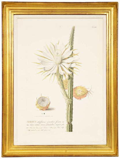 Group of three hand-coloured copper engraved botanical prints, from Trew's Plantae Selectae.  Framed and glazed.