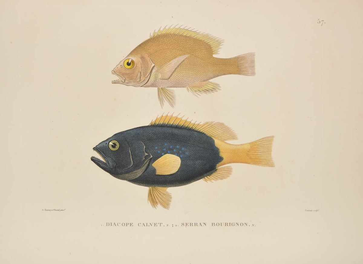 A rare complete set of the official account of Freycinet's voyage of scientific exploration in the Uranie and the Physicienne.