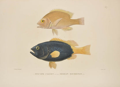 A rare complete set of the official account of Freycinet's voyage of scientific exploration in the Uranie and the Physicienne.