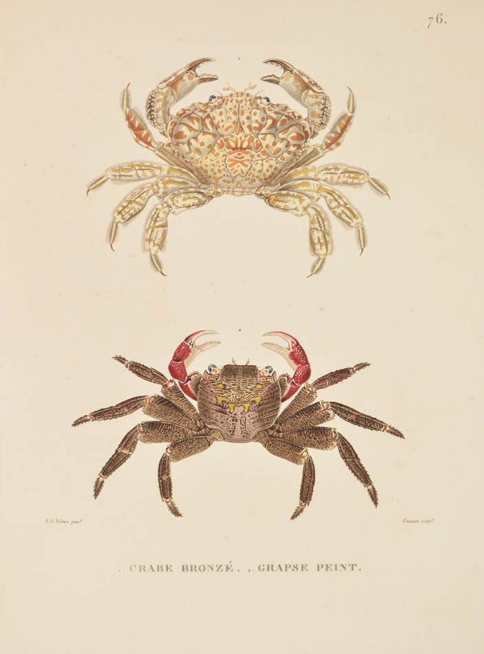 A rare complete set of the official account of Freycinet's voyage of scientific exploration in the Uranie and the Physicienne.