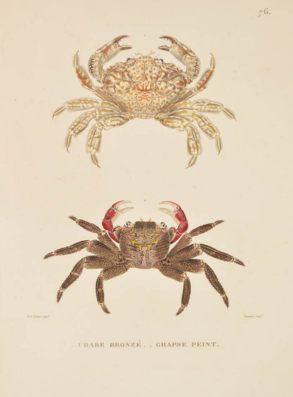 A rare complete set of the official account of Freycinet's voyage of scientific exploration in the Uranie and the Physicienne.