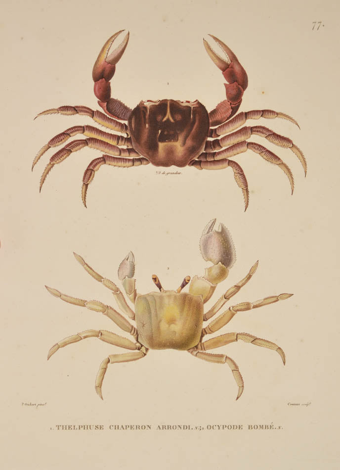 A rare complete set of the official account of Freycinet's voyage of scientific exploration in the Uranie and the Physicienne.