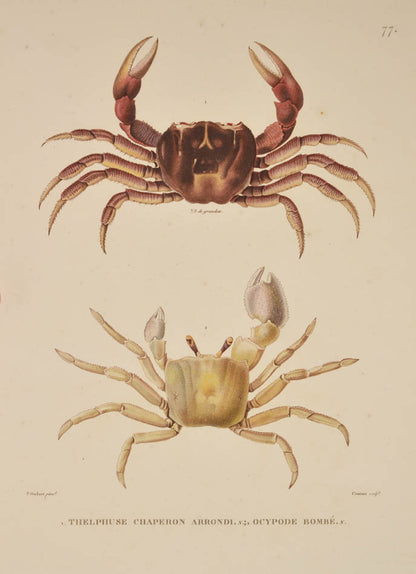 A rare complete set of the official account of Freycinet's voyage of scientific exploration in the Uranie and the Physicienne.
