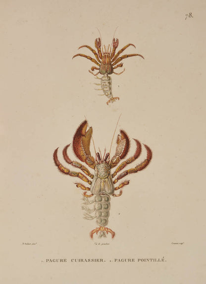 A rare complete set of the official account of Freycinet's voyage of scientific exploration in the Uranie and the Physicienne.