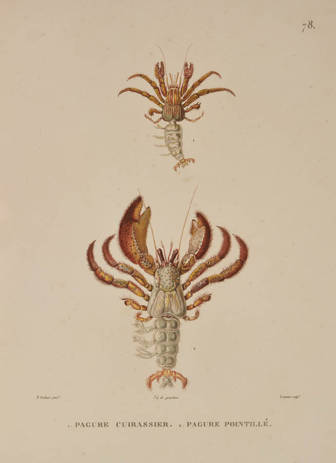 A rare complete set of the official account of Freycinet's voyage of scientific exploration in the Uranie and the Physicienne.