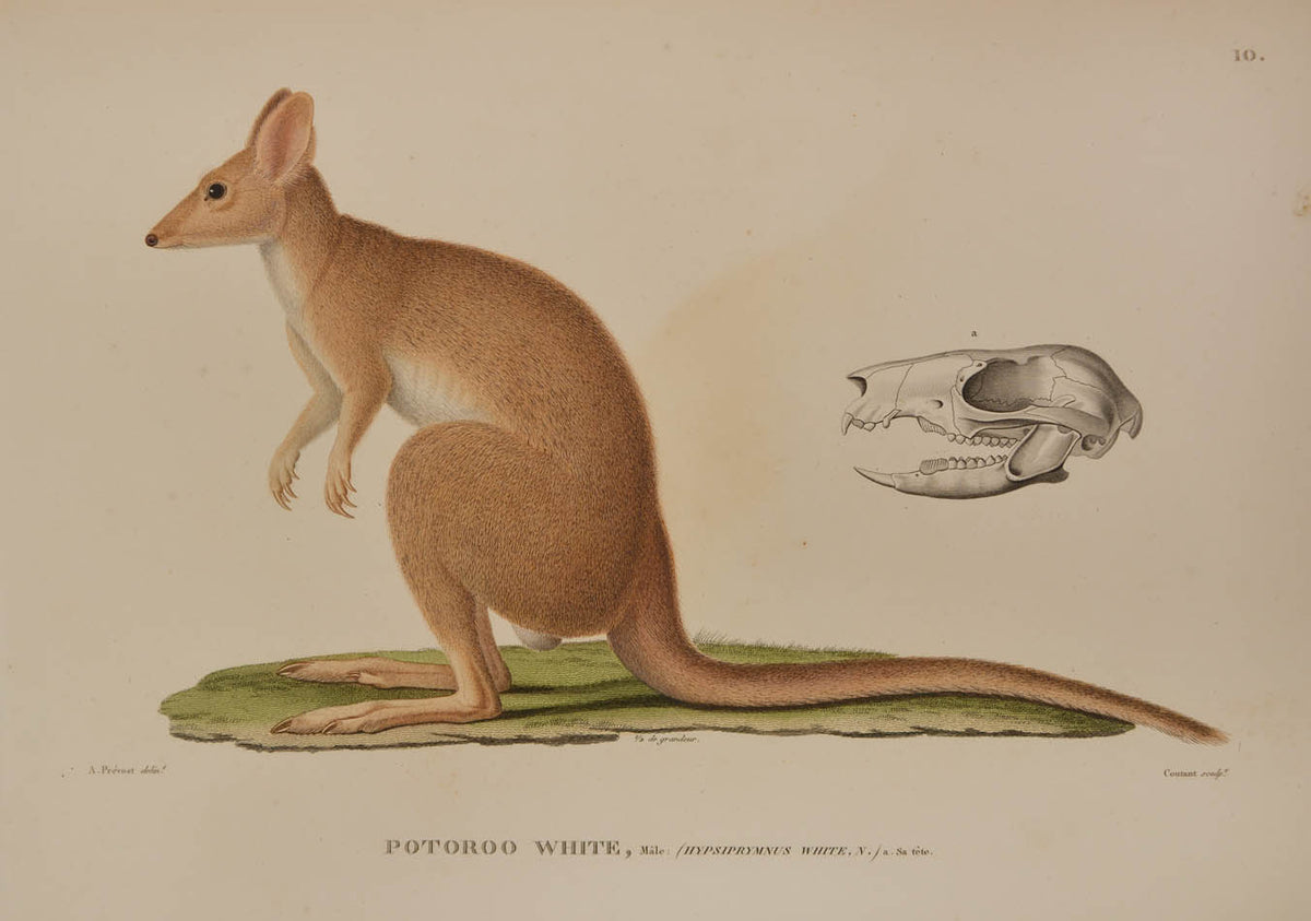 A rare complete set of the official account of Freycinet's voyage of scientific exploration in the Uranie and the Physicienne.
