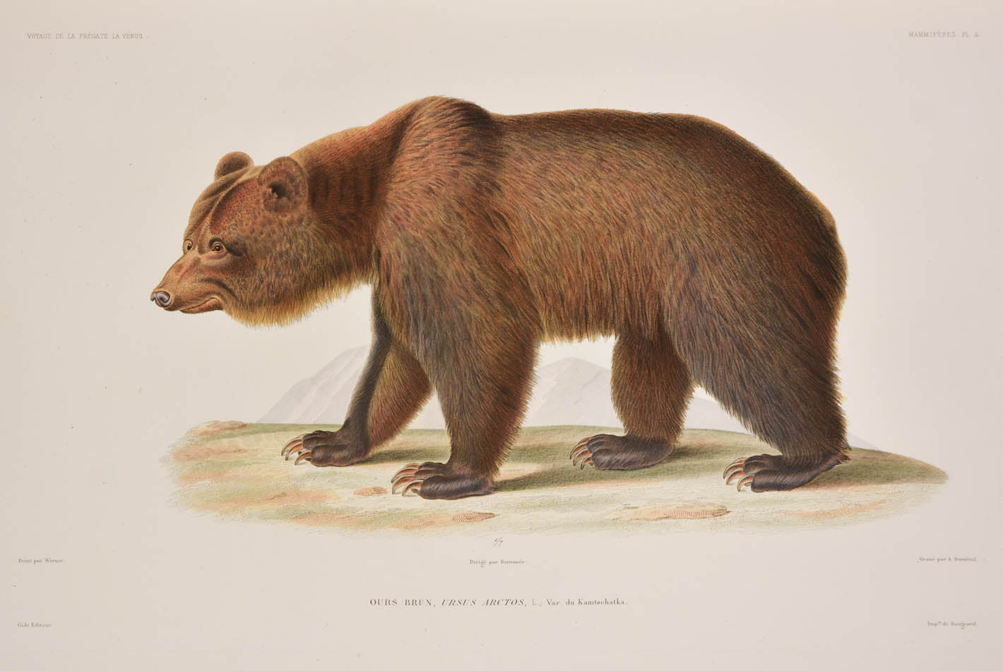 Du Petit-Thouars voage was one of the most important of all the Grands Voyages, with some of the finest lithographs of the 19th century.