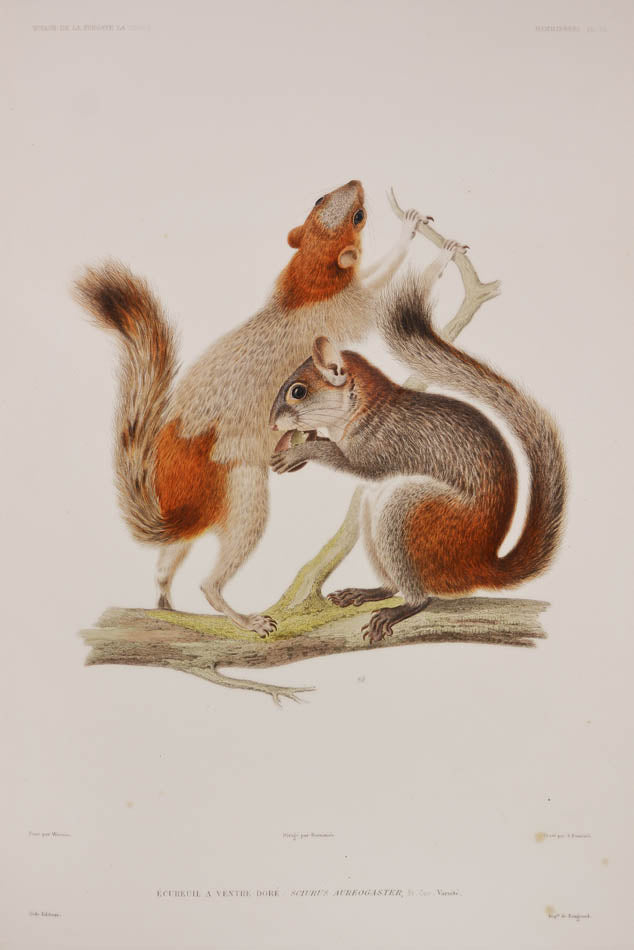 Du Petit-Thouars voage was one of the most important of all the Grands Voyages, with some of the finest lithographs of the 19th century.
