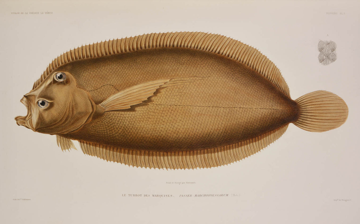 Du Petit-Thouars voage was one of the most important of all the Grands Voyages, with some of the finest lithographs of the 19th century.