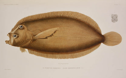 Du Petit-Thouars voage was one of the most important of all the Grands Voyages, with some of the finest lithographs of the 19th century.