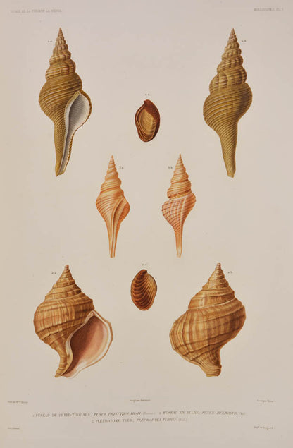 Du Petit-Thouars voage was one of the most important of all the Grands Voyages, with some of the finest lithographs of the 19th century.