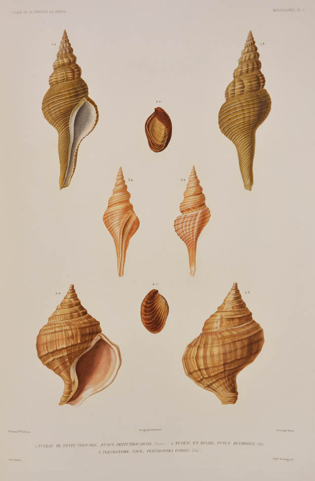 Du Petit-Thouars voage was one of the most important of all the Grands Voyages, with some of the finest lithographs of the 19th century.