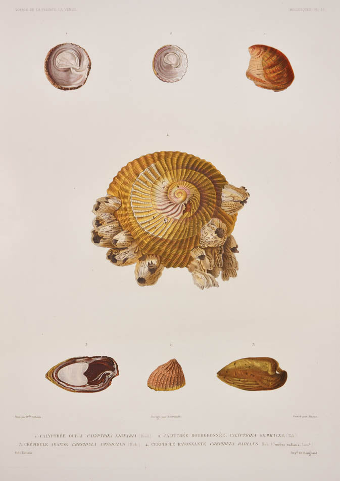 Du Petit-Thouars voage was one of the most important of all the Grands Voyages, with some of the finest lithographs of the 19th century.