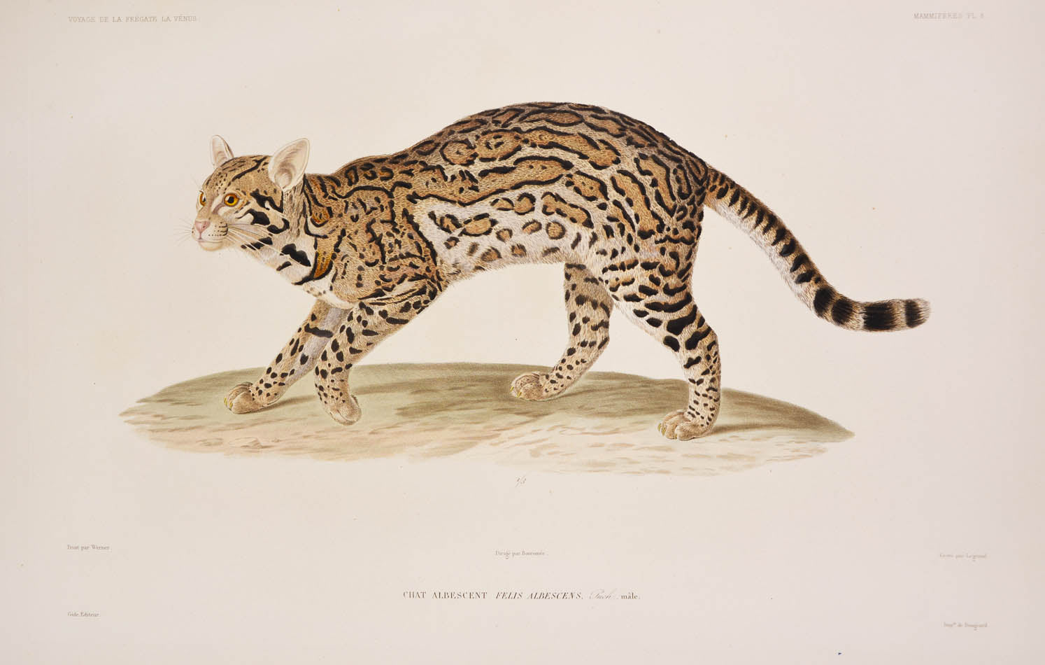 Du Petit-Thouars voage was one of the most important of all the Grands Voyages, with some of the finest lithographs of the 19th century.