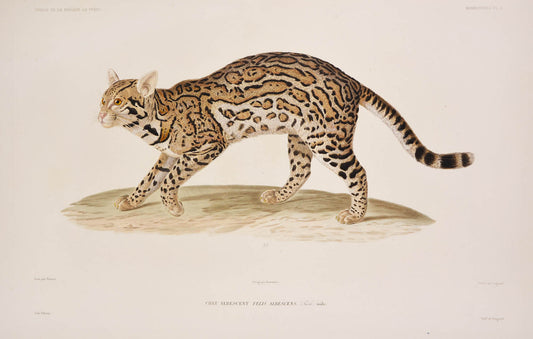 Du Petit-Thouars voage was one of the most important of all the Grands Voyages, with some of the finest lithographs of the 19th century.