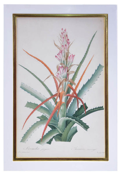 Set of three stipple-engraved plates of Pineapple and plants,  printed in colours and finished by hand