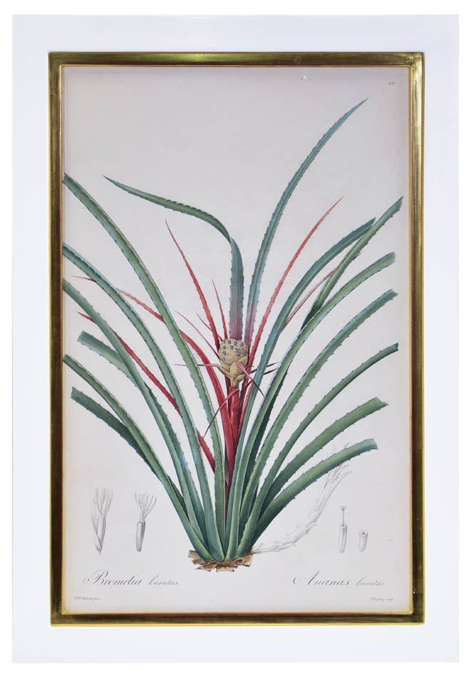Set of three stipple-engraved plates of Pineapple and plants,  printed in colours and finished by hand