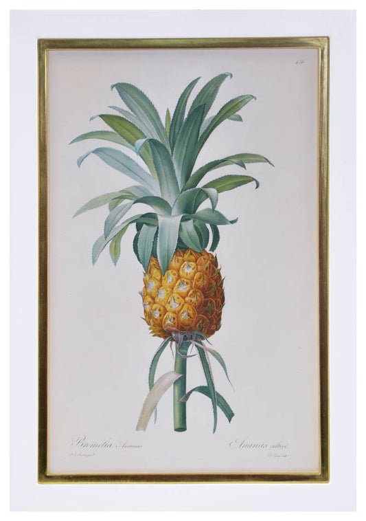 Set of three stipple-engraved plates of Pineapple and plants,  printed in colours and finished by hand