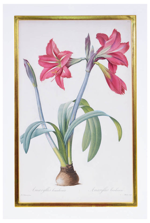 Set of eight stipple-engraved plates of Amaryllis, printed in colours and finished by hand.
