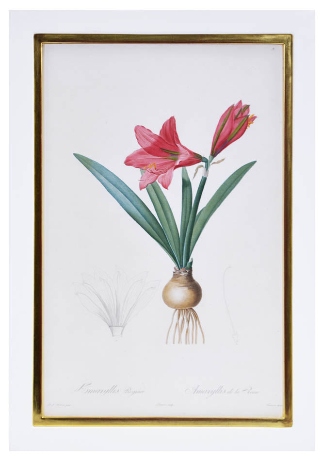 Set of eight stipple-engraved plates of Amaryllis, printed in colours and finished by hand.