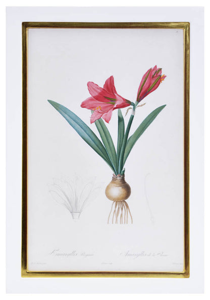 Set of eight stipple-engraved plates of Amaryllis, printed in colours and finished by hand.