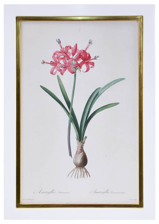 Set of eight stipple-engraved plates of Amaryllis, printed in colours and finished by hand.