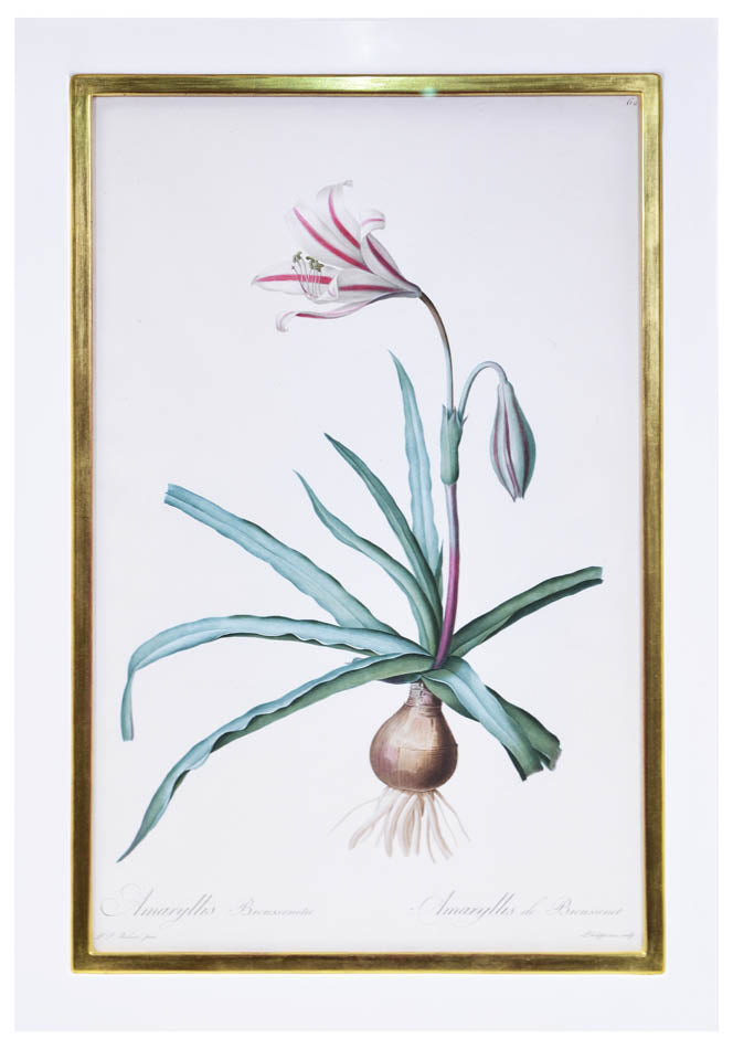 Set of eight stipple-engraved plates of Amaryllis, printed in colours and finished by hand.