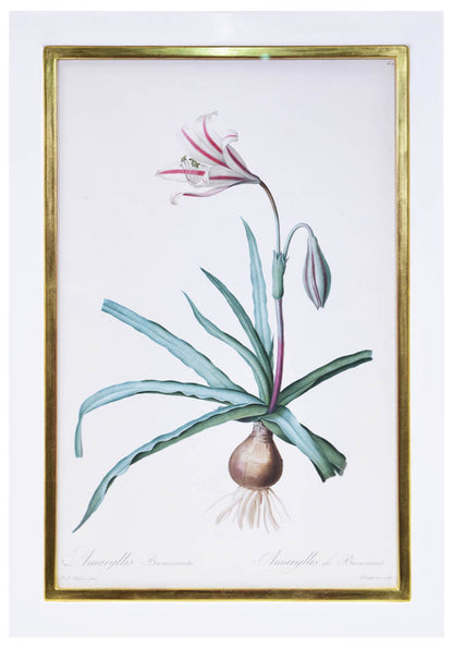Set of eight stipple-engraved plates of Amaryllis, printed in colours and finished by hand.